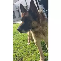 Foto dell\'animale cane - Matr. 2025/0241 - Microchip 380260100380393