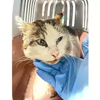 Foto dell\'animale gatto - Matr. 2025/0242 - Microchip 380260044981240