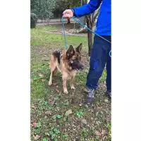 Foto dell\'animale cane - Matr. 2021/2116 - Microchip 380260101007490