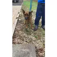 Foto dell\'animale cane - Matr. 2021/2115 - Microchip 380260101007724