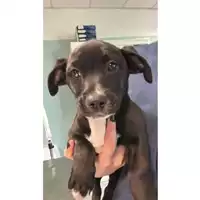 Foto dell\'animale cane - Matr. 2025/0245 - Microchip 380260044981123