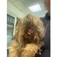 Foto dell\'animale cane - Matr. 2025/0243 - Microchip 380260044981101