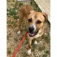 Foto dell\'animale cane - Matr. 2020/0672 - Microchip 380260043535091