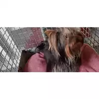 Foto dell\'animale cane - Matr. 2025/0250 - Microchip 380260004666519