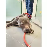 Foto dell\'animale cane - Matr. 2025/0253 - Microchip 380260044997962