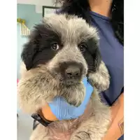 Foto dell\'animale cane - Matr. 2025/0254 - Microchip 380260044980977