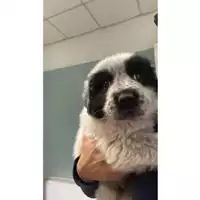 Foto dell\'animale cane - Matr. 2025/0255 - Microchip 380260044981346