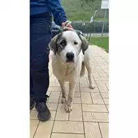 Foto dell\'animale cane - Matr. 2025/0256 - Microchip 380260044981439