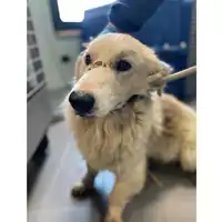 Foto dell\'animale cane - Matr. 2025/0263 - Microchip 380260044981119