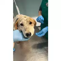 Foto dell\'animale cane - Matr. 2025/0261 - Microchip 380260044980062