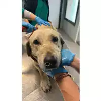 Foto dell\'animale cane - Matr. 2025/0262 - Microchip 380260044980838