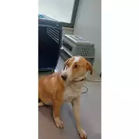 Foto dell\'animale cane - Matr. 2025/0264 - Microchip 380260044979570