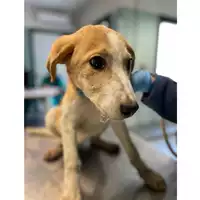 Foto dell\'animale cane - Matr. 2025/0265 - Microchip 380260044980936