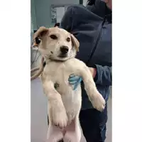 Foto dell\'animale cane - Matr. 2025/0266 - Microchip 380260044980593