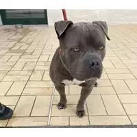cane - Matr. 2021/0888 - Microchip 380260100621502