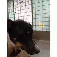 Foto dell\'animale cane - Matr. 2025/0270 - Microchip 380260044998522