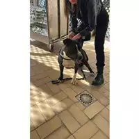 Foto dell\'animale cane - Matr. 2025/0273 - Microchip 380260004326395