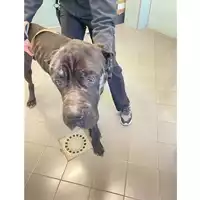 Foto dell\'animale cane - Matr. 2025/0283 - Microchip 380260170352852