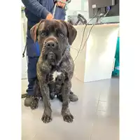 Foto dell\'animale cane - Matr. 2025/0286 - Microchip 380260044998107