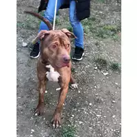 Foto dell\'animale cane - Matr. 2018/2549 - Microchip 380260043853821
