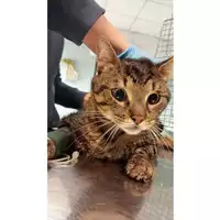 Foto dell\'animale gatto - Matr. 2025/0287 - Microchip 380260044998121