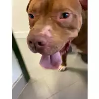 Foto dell\'animale cane - Matr. 2025/0289 - Microchip 380260170343130