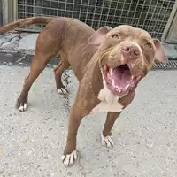 Foto dell\'animale cane - Matr. 2025/0289 - Microchip 380260170343130
