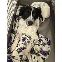 Foto dell\'animale cane - Matr. 2024/1951 - Microchip 380260170343337