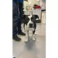 Foto dell\'animale cane - Matr. 2025/0294 - Microchip 380260102698148
