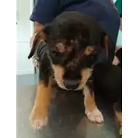 Foto dell\'animale cane - Matr. 2021/0897 - Microchip 380260044476347