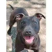 Foto dell\'animale cane - Matr. 2024/1112 - Microchip 380260044998429