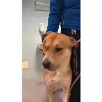 Foto dell\'animale cane - Matr. 2025/0295 - Microchip 380260044998064