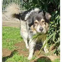 Foto dell\'animale cane - Matr. 2025/0296 - Microchip 380260000854928