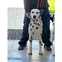 Foto dell\'animale cane - Matr. 2025/0299 - Microchip 380260100701887