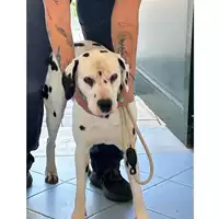 Foto dell\'animale cane - Matr. 2025/0298 - Microchip 380260160009290