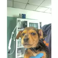 cane - Matr. 2025/0301 - Microchip 380260044981055