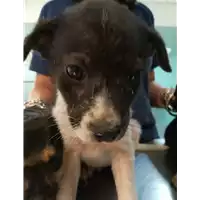 Foto dell\'animale cane - Matr. 2021/0898 - Microchip 380260044476235
