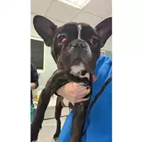Foto dell\'animale cane - Matr. 2025/0300 - Microchip 380260044998033