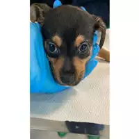 Foto dell\'animale cane - Matr. 2025/0304 - Microchip 380260044998462
