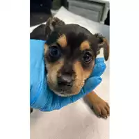 Foto dell\'animale cane - Matr. 2025/0305 - Microchip 380260044998456
