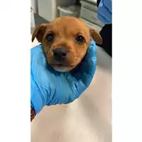 Foto dell\'animale cane - Matr. 2025/0306 - Microchip 380260044998538