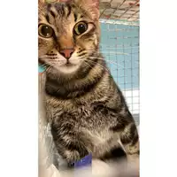 Foto dell\'animale gatto - Matr. 2025/0307 - Microchip 380260044997887