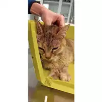 Foto dell\'animale gatto - Matr. 2025/0308 - Microchip 380260044998325
