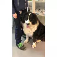 Foto dell\'animale cane - Matr. 2020/1538 - Microchip 380260002952170