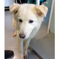 Foto dell\'animale cane - Matr. 2022/1434 - Microchip 380260044437248