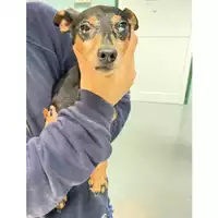 Foto dell\'animale cane - Matr. 2025/0311 - Microchip 380260044997899