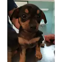Foto dell\'animale cane - Matr. 2021/0899 - Microchip 380260044476372