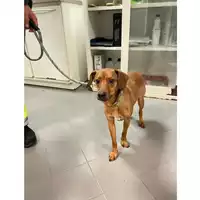 Foto dell\'animale cane - Matr. 2025/0313 - Microchip 380260044998014