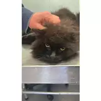 Foto dell\'animale gatto - Matr. 2025/0314 - Microchip 380260170343029