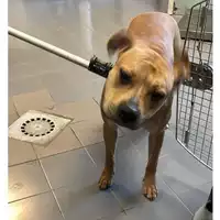 Foto dell\'animale cane - Matr. 2025/0320 - Microchip 380260102205342